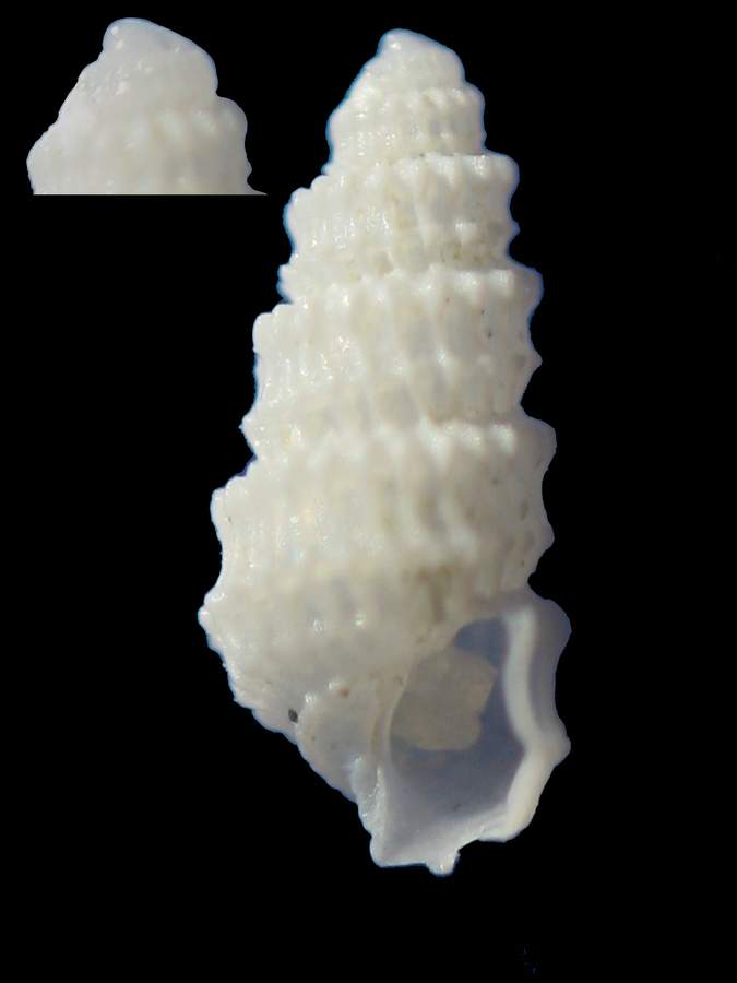 Folinella excavata